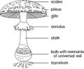 Coloring page with structure of fruiting body of fly agaric Amanita muscaria mushroom Royalty Free Stock Photo